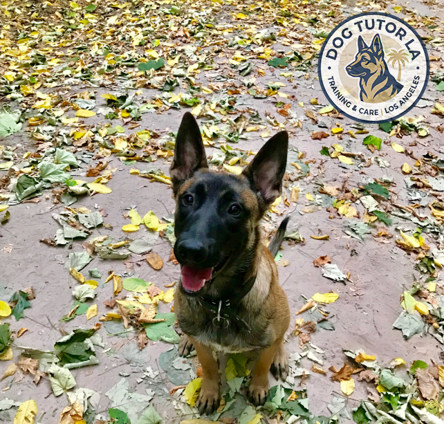 Young Malinois during a calm sit in leaves