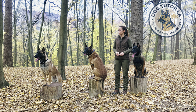 Outdoor training with multiple dogs on stumps